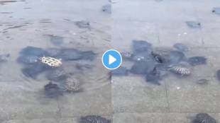 In VIral Video Turtle Help Friend To Straighten,People Will Love THis Video.