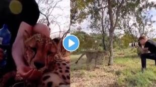Viral Video photographer helps with the treatment of an injured cheetah...