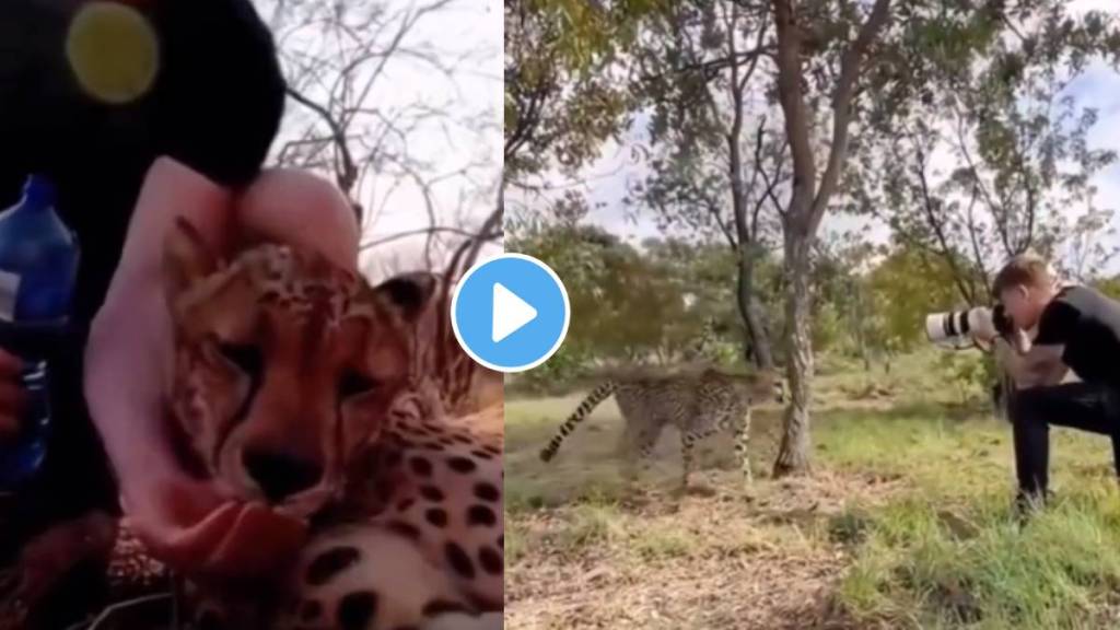 Viral Video photographer helps with the treatment of an injured cheetah... Viral Video photographer helps with the treatment of an injured cheetah...