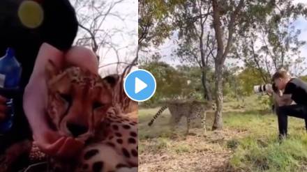 Viral Video photographer helps with the treatment of an injured cheetah... Viral Video photographer helps with the treatment of an injured cheetah...