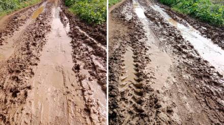 Pandan road in Nilaj village
