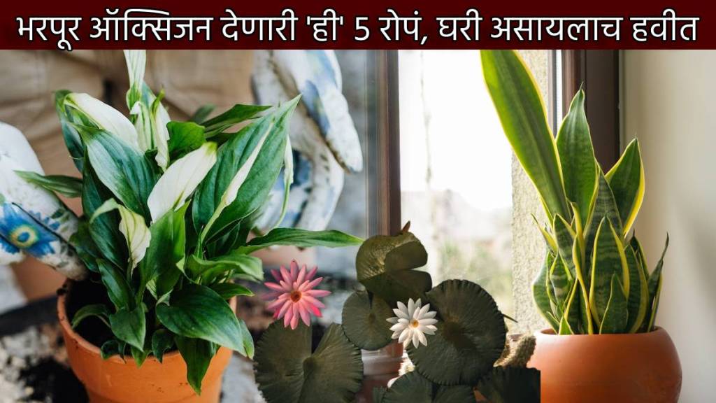 Five Indoor Plants Give Maximum Oxygen Apart From Tulsi Decorate Your Home With These Plants To Save Money And Health