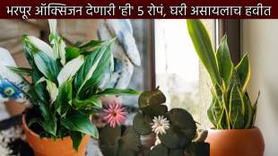 Five Indoor Plants Give Maximum Oxygen Apart From Tulsi Decorate Your Home With These Plants To Save Money And Health