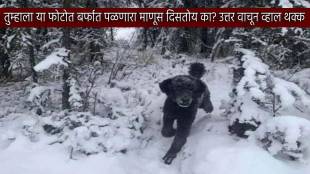 Can You Spot Man Running In Ice Jungle But There Is no Man 99 Percent People Fail To Find Dog Optical Illusion Test Photo