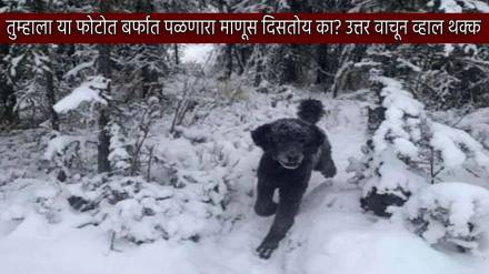 Can You Spot Man Running In Ice Jungle But There Is no Man 99 Percent People Fail To Find Dog Optical Illusion Test Photo