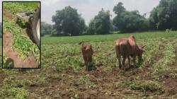 बुलढाणा: दोन एकर सोयाबीनवर फिरवला ट्रॅक्टर; हुमणी अळीमुळे शेतकऱ्याने उचलले टोकाचे पाऊल