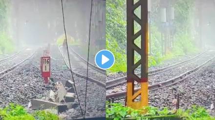 Can You Spot It? 'Leopard' Zooms Past Lonavala Tracks Amid Fog. Some Think It's Tiger | WATCH Video
