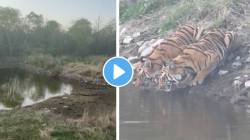 गडचिरोली : पाण्याच्या शोधात दोन वाघांचा गावात प्रवेश, गावकऱ्यांमध्ये दहशत, पहा व्हिडीओ