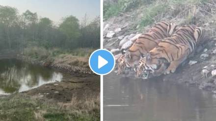 tigers Kokadi village Desaiganj taluka