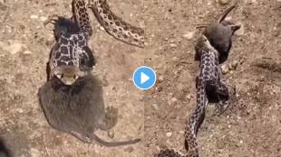 Snake and rat fighting for life video viral