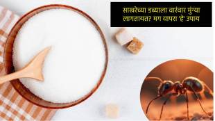 how to get rid of ants from sugar jar Natural Ways to Get Rid of Sugar Ants