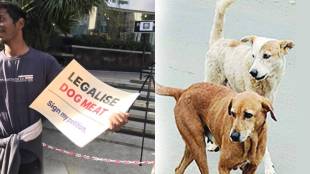 Bengaluru Mans Legalise Dog Meat Sign Goes Viral Netizens React in social media