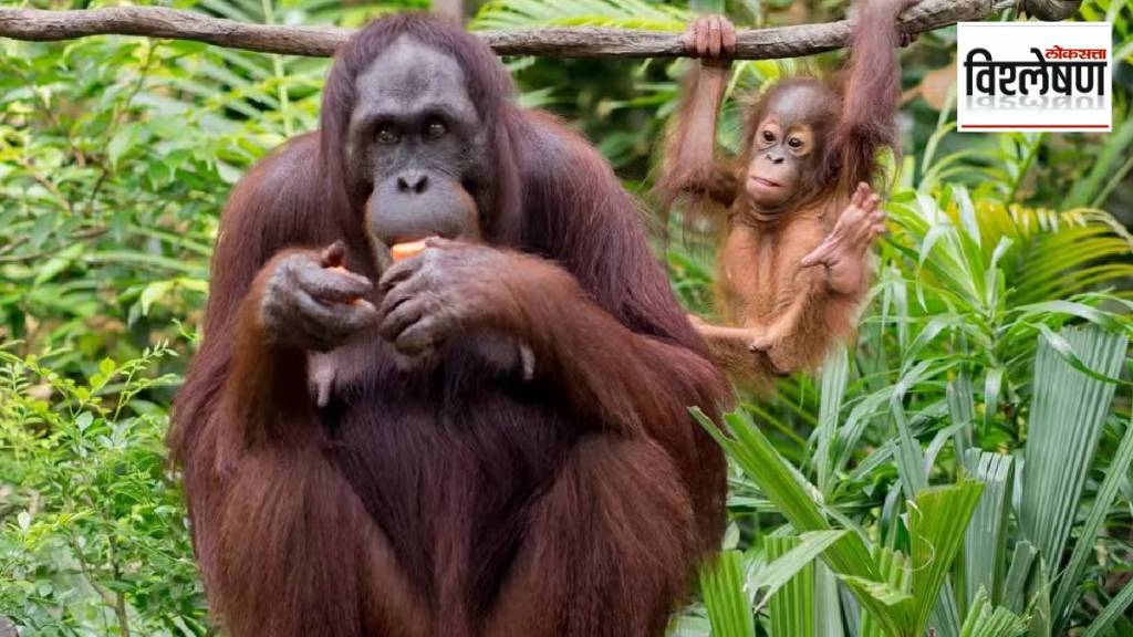 What challenge do newly discovered ape remains in Turkey pose to the story of human evolution