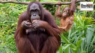 What challenge do newly discovered ape remains in Turkey pose to the story of human evolution
