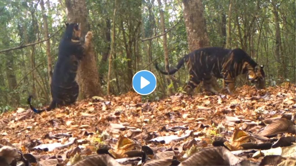 Rare Melanistic tiger spotted in India Rare Melanistic tiger spotted in India