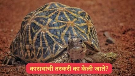Indian Tortoise Smuggling