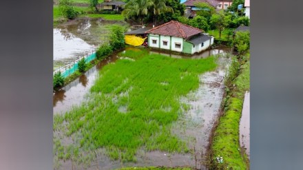 Saguna Technology SRT rice cultivation in rural areas