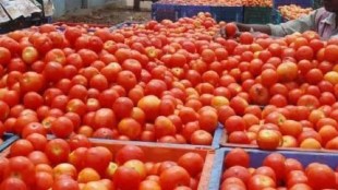 Tomato, Navi Mumbai, APMC, Inflow of Tomatoes, Tomato price, Per kg rate