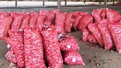 कांदा लिलावात थेट सहभागी होण्यास नाफेड, एनसीसीएफचा नकार; नाशिक जिल्हाधिकाऱ्यांच्या आदेशाला ठेंगा, लासलगावसह इतरत्र लिलाव सुरळीत