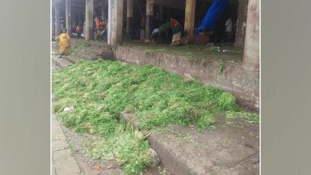 coriander arrivals increased APMC