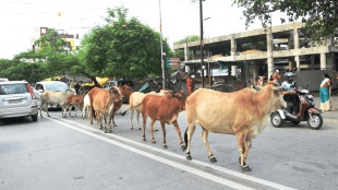 municipal corporation impose fine one month imprisonment leave animals street