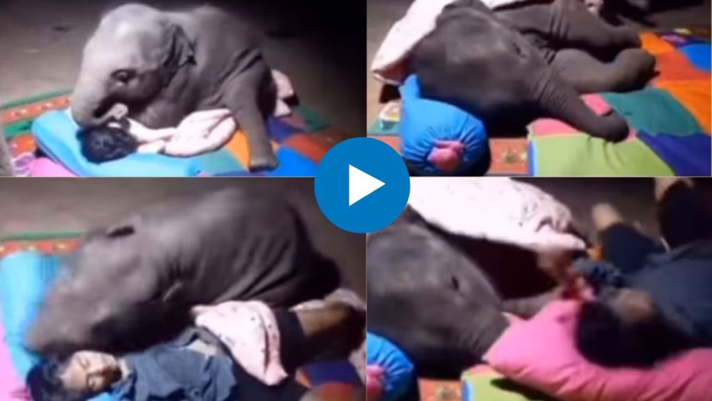 Viral Video, Viral Video of elephant, trending video, trending Video of Elephant, Elephant try to Sleep near friend video, Viral Video, Viral Video of elephant, trending video, trending Video of Elephant, Elephant try to Sleep near friend video,