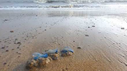 Jellyfish Stings Tourists Juhu Chowpatty Jellyfish Stings Tourists Juhu Chowpatty