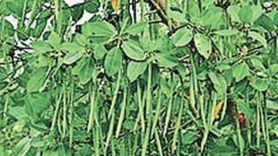 ऱ्हायझोफोरा म्युक्रोनाटा