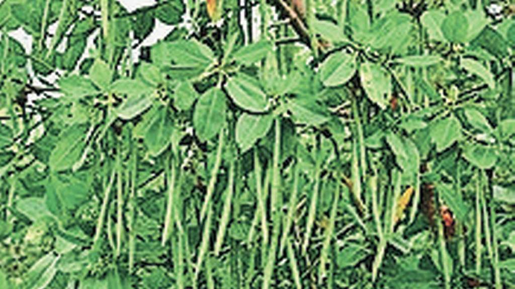 рд▒реНрд╣рд╛рдпрдЭреЛрдлреЛрд░рд╛ рдореНрдпреБрдХреНрд░реЛрдирд╛рдЯрд╛ рд▒реНрд╣рд╛рдпрдЭреЛрдлреЛрд░рд╛ рдореНрдпреБрдХреНрд░реЛрдирд╛рдЯрд╛