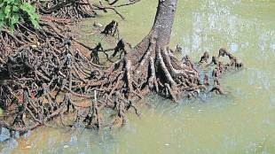 cylindrical mangrove species