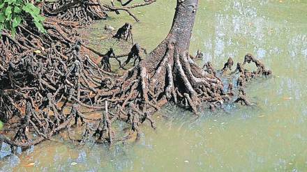 cylindrical mangrove species