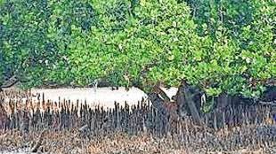 genome sequencing of avicennia marina mangroves