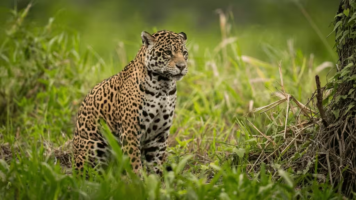 अज्ञात वाहनाच्या धडकेत बिबट्याचा मृत्यू | Leopard died in collision ...