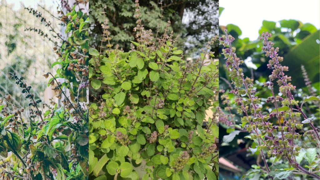 diy garden idea how to keep tulsi plant always green tulsi plant care good tips tulsi plant care tips know here