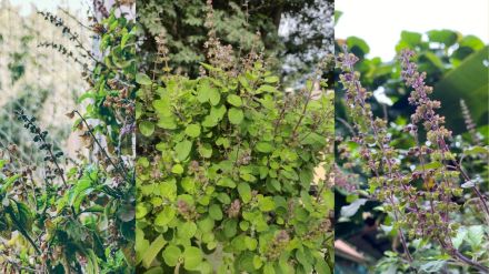 diy garden idea how to keep tulsi plant always green tulsi plant care good tips tulsi plant care tips know here