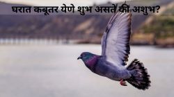 घरात कबूतर येणे शुभ असते की अशुभ? जाणून घ्या काय सांगते शकुन शास्त्र