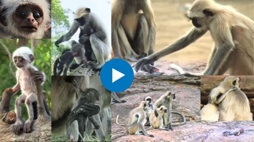 Spy monkey doll fell from tree Monkeys express their grief thinking that they are dead watch the heart touching video Spy monkey doll fell from tree Monkeys express their grief thinking that they are dead watch the heart touching video