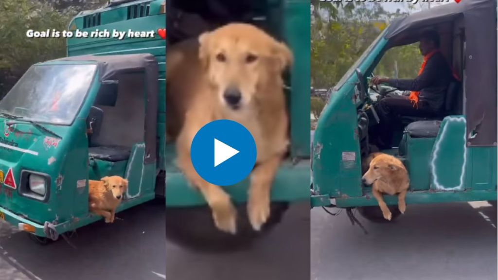 Dog enjoying tempo Ride Video Dog enjoying tempo Ride Video