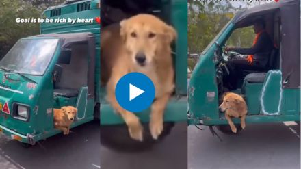 Dog enjoying tempo Ride Video Dog enjoying tempo Ride Video
