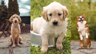 movies based on dog