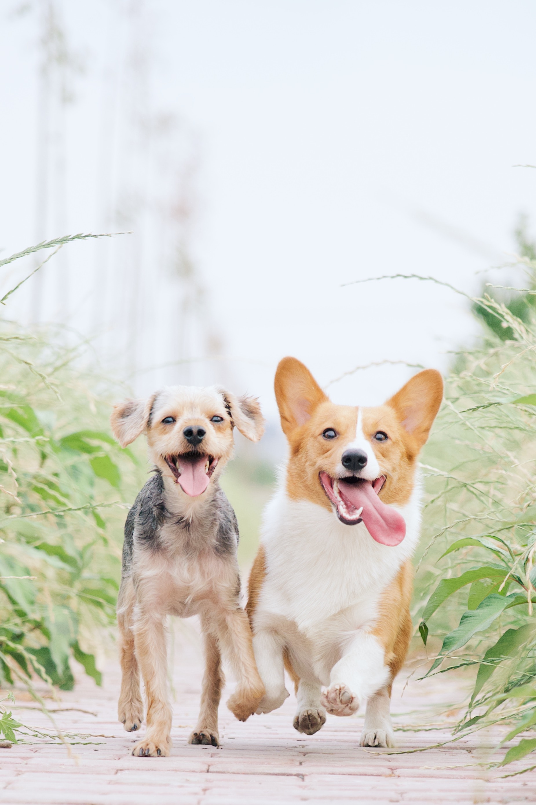 movies based on dogs 1