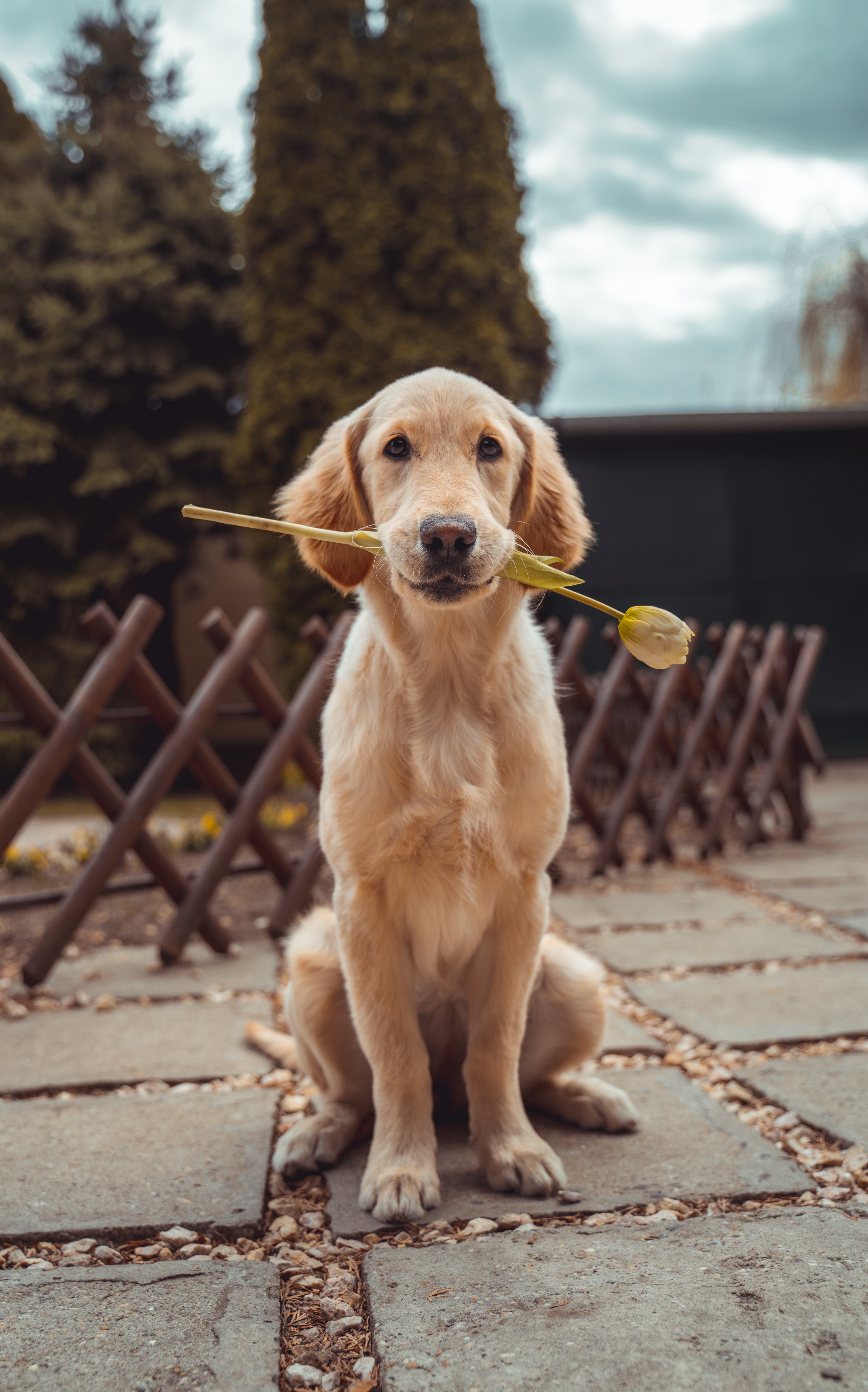 movies based on dogs 1