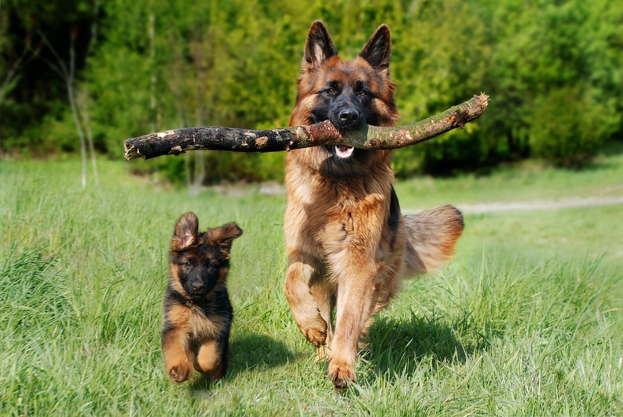 movies based on dogs 1