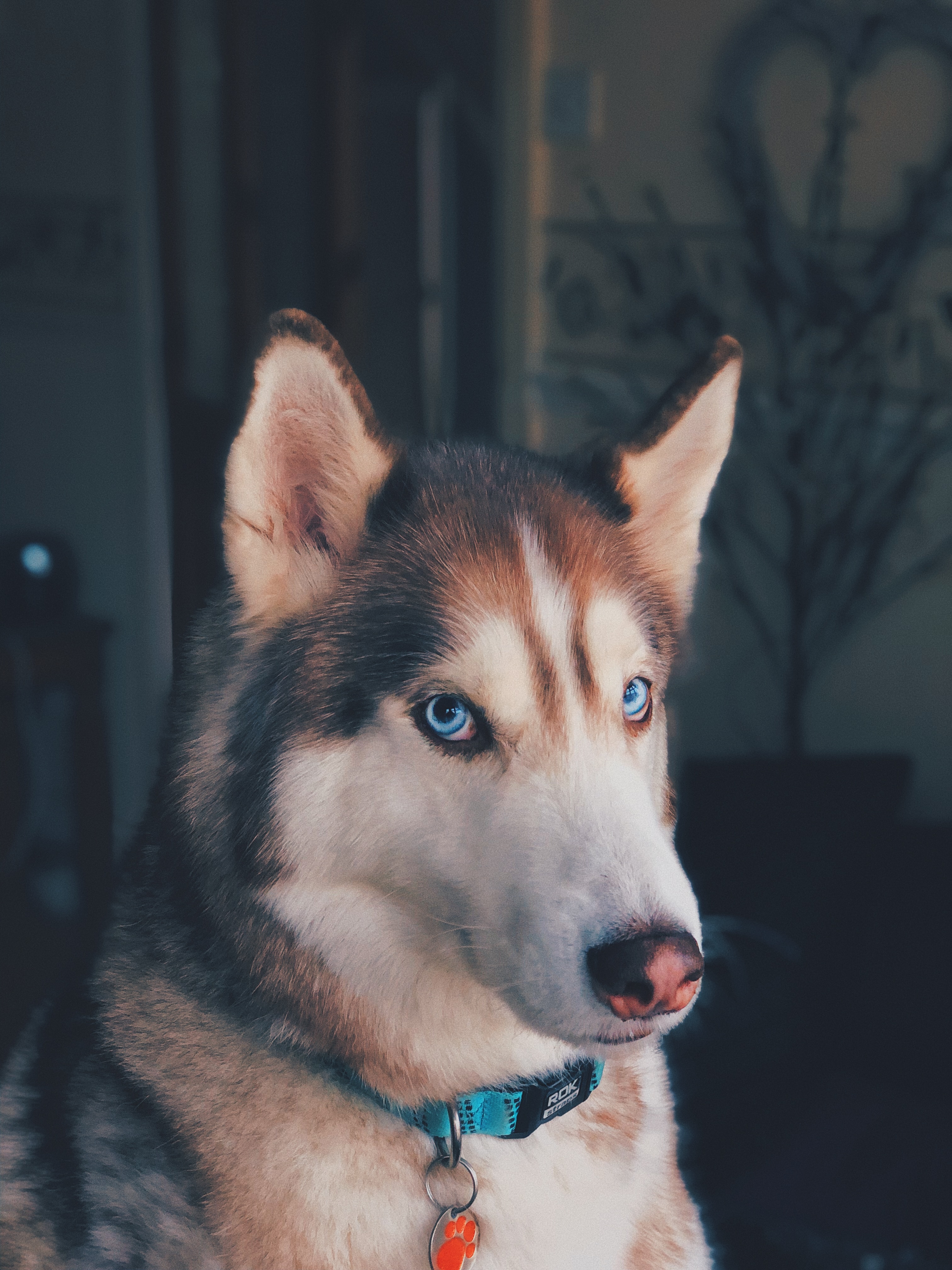 movies based on dogs 1