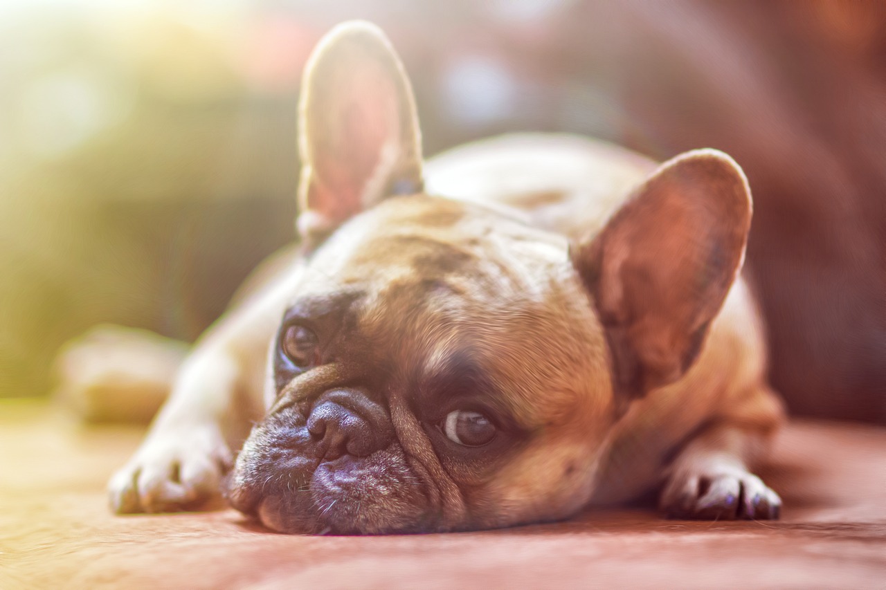 movies based on dogs 1
