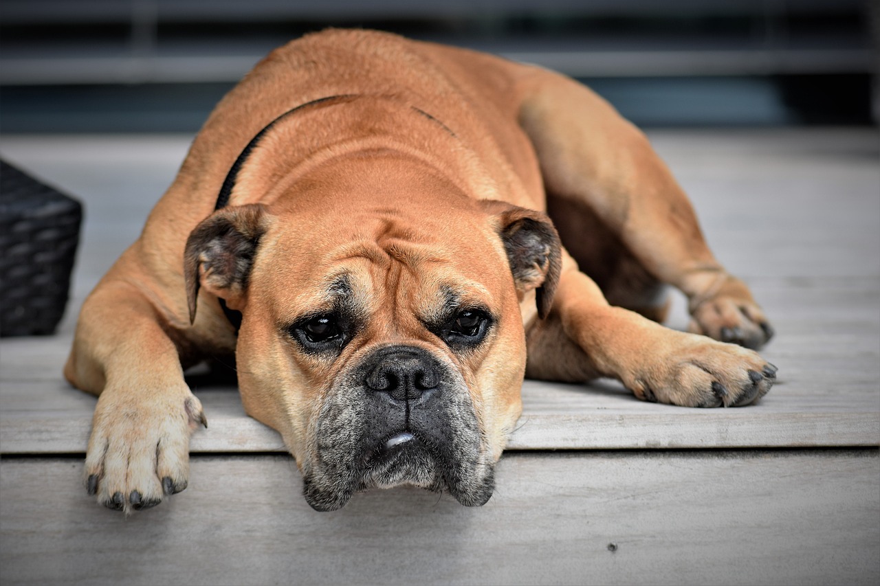 movies based on dogs 1