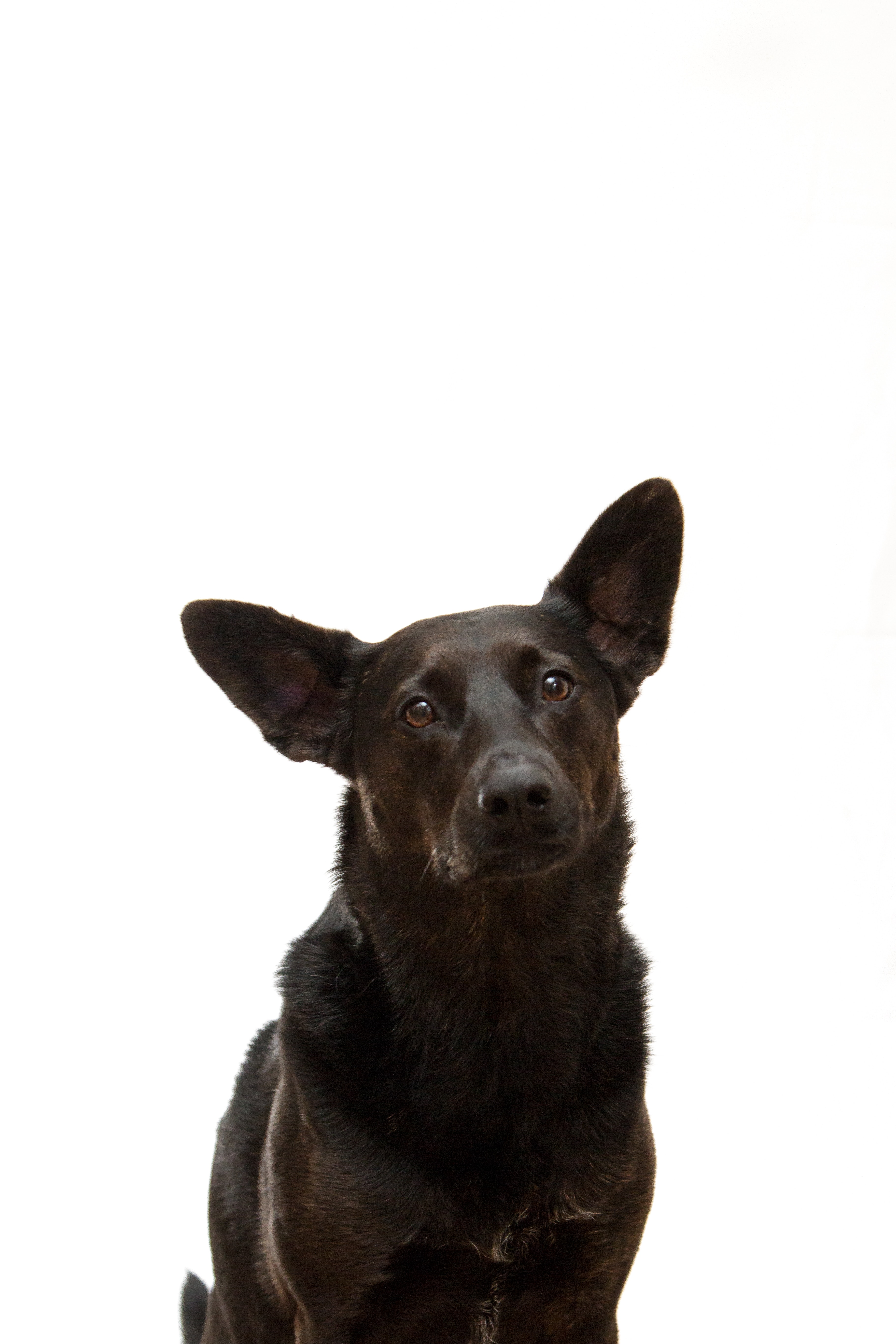 movies based on dogs 1