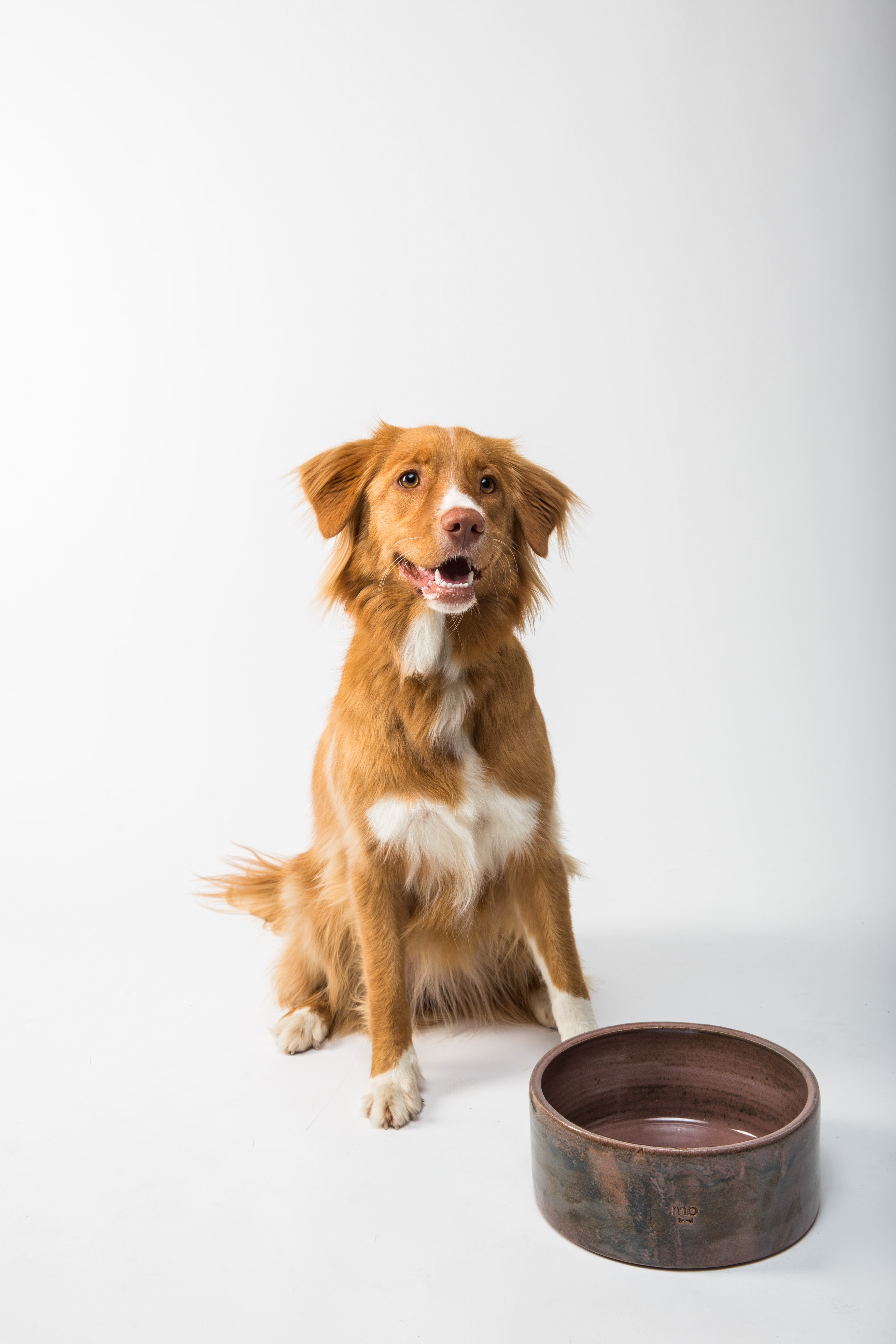 movies based on dogs 1