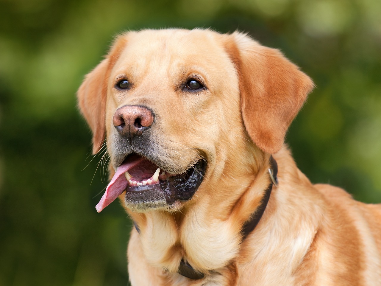 movies based on dogs 1