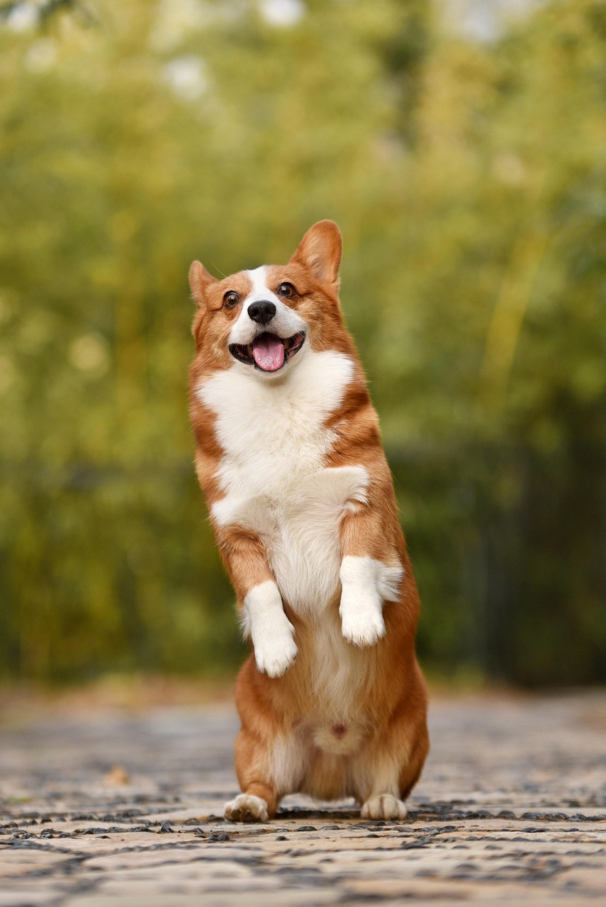 movies based on dogs 1